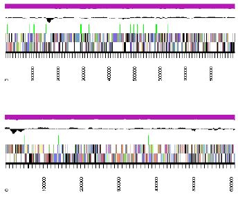 Fig. 3-6-15. Genomic maps of two longest contigs of strain HTCC2633.