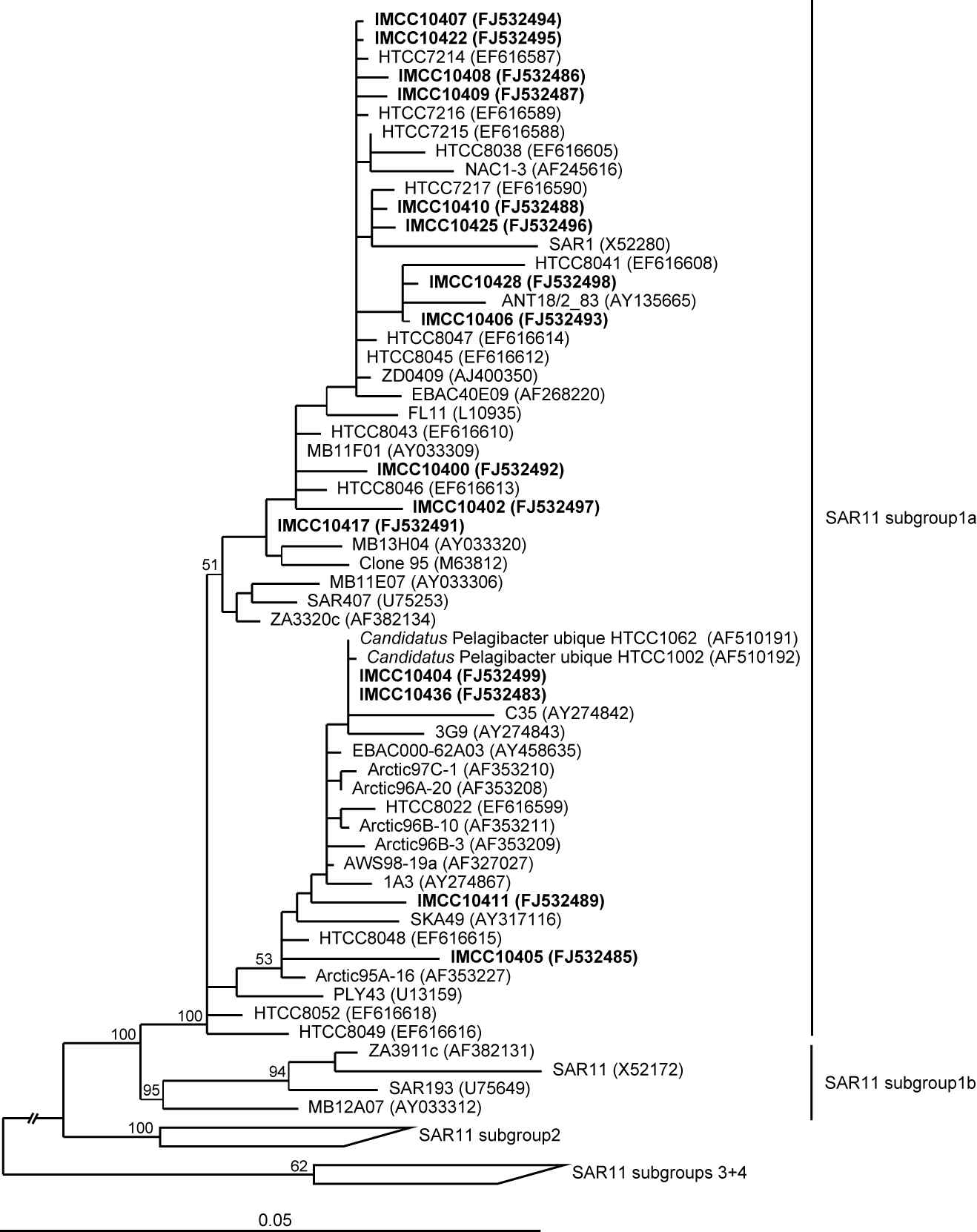 Fig. 3-1-1. Neighbor-joining phylogenetic tree, based on 16S rRNA gene sequences, showing the relationships between isolates cultured from the East Sea, the Western Pacific Ocean and representatives of the SAR11 clade of the Alphaproteobacteria