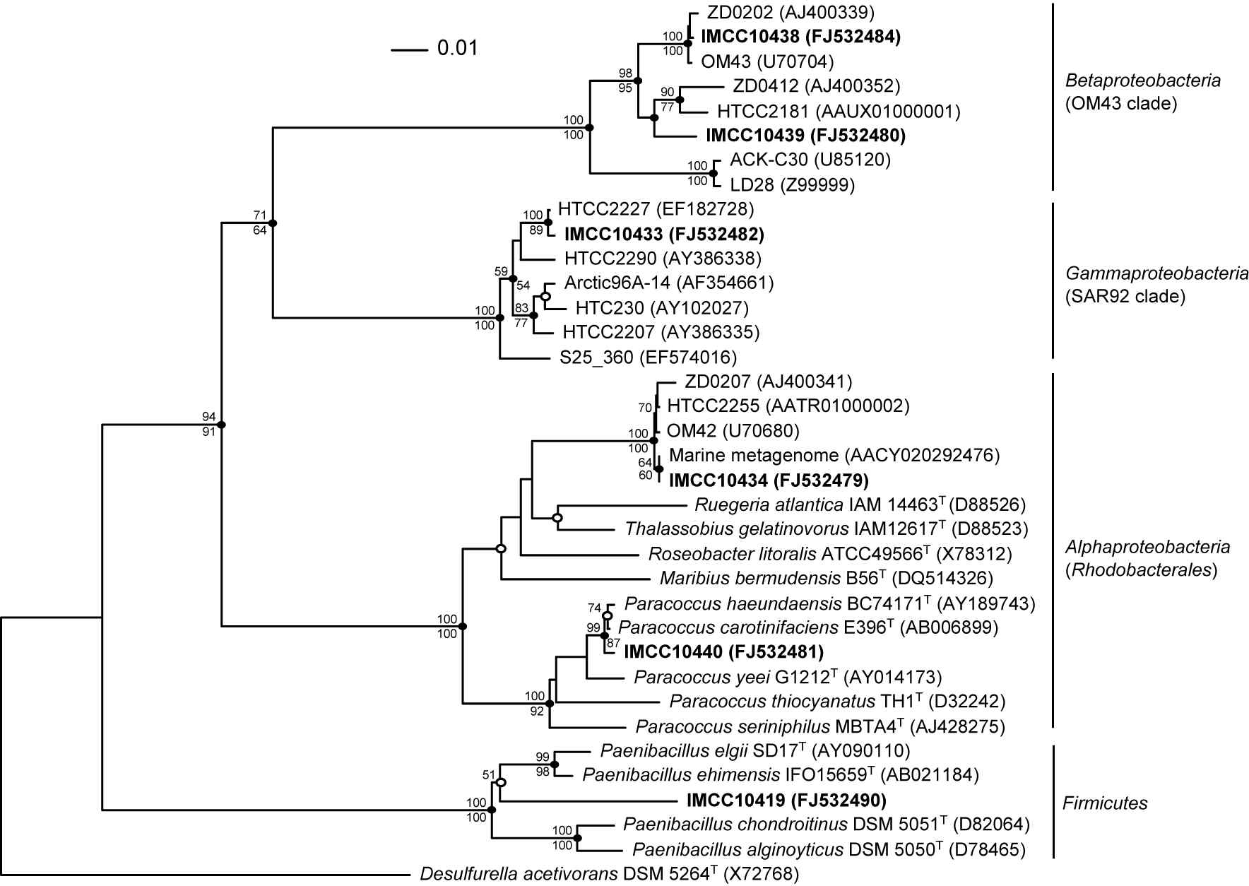 Fig. 3-1-2. Neighbor-joining phylogenetic tree, based on 16S rRNA gene sequences, showing the relationships between the isolates cultured from the East Sea, Western Pacific Ocean and representatives of the Alpha-, Beta-, Gammaproteobacteria, and Firmicutes.