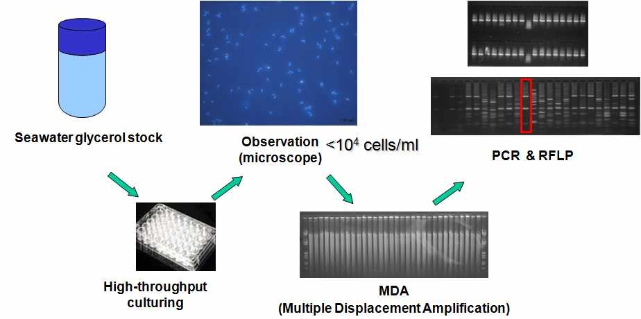 Fig. 3-1-3. Isolation and identification of dilution cultures by the combined methods of HTC and whole genome amplification.