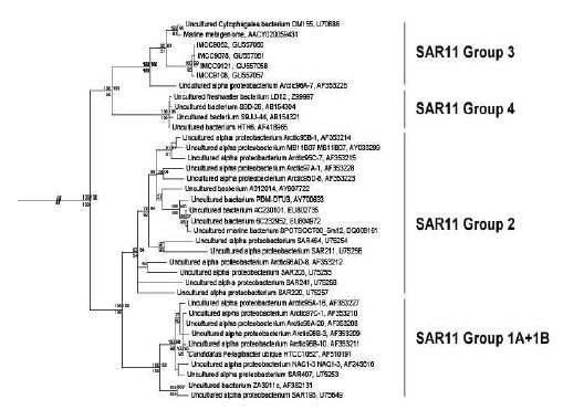 Fig. 3-1-5. Phylogenetic analyses of 16S rRNA gene sequences of IMCC9062 and IMCC9063 belonging to the SAR11 group 3.