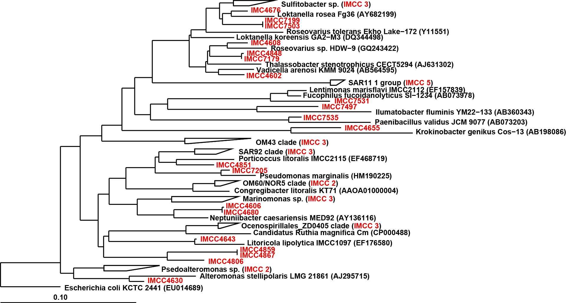 Fig. 3-2-3. Phylogenetic analyses of 16S rRNA gene sequences retrieved from HTC isolates.