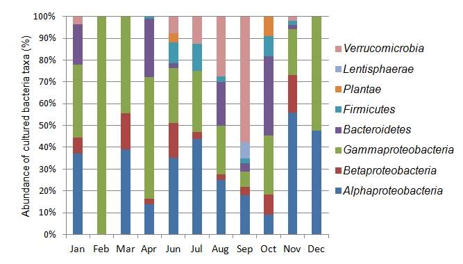 Fig. 3-3-1. Composition of HTC isolates assigned to the major phyla.