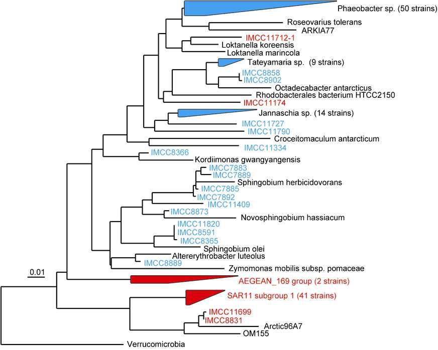 Fig. 3-3-2. Phylogenetic tree of 16S rRNA gene sequences of IMCC isolates assigned to the Alphaproteobacteria