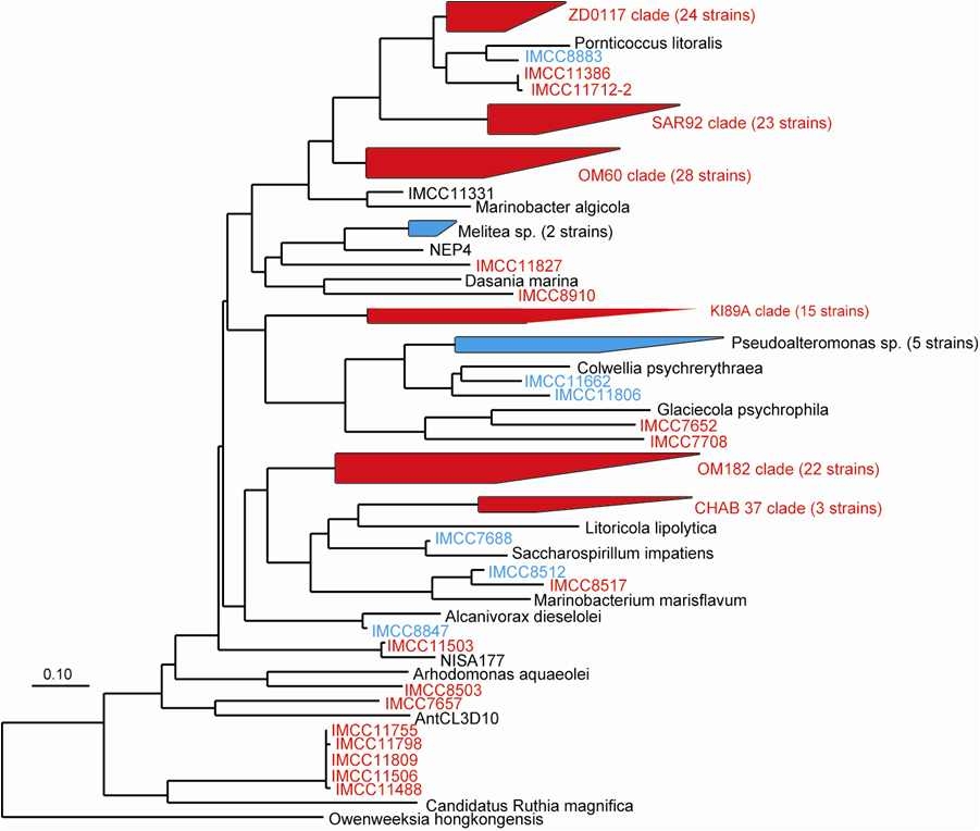 Fig. 3-3-3. Phylogenetic tree of 16S rRNA gene sequences of IMCC isolates assigned to the Gammaproteobacteria.