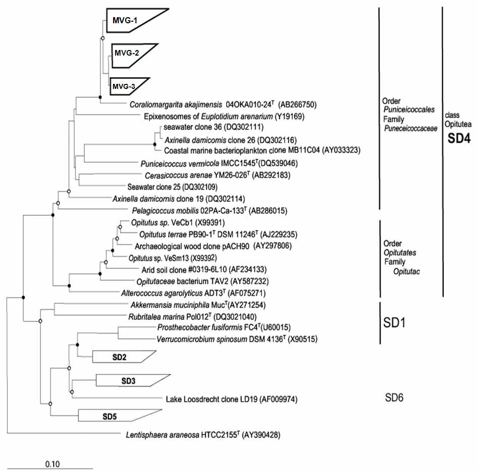 Fig. 3-3-5. Neighbour-joining phylogenetic tree, based on 16S rRNA gene sequences, showing the relationship between IMCC group and phylum Verrucomicrobia.