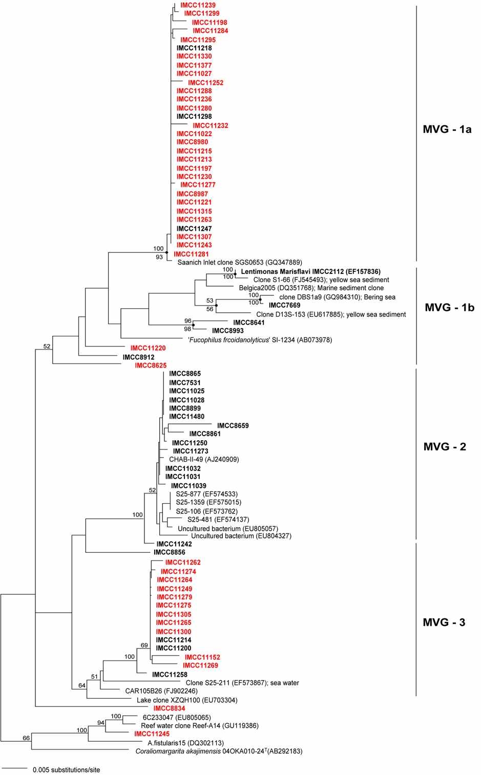 Fig. 3-3-6. Based on 16S rRNA gene phylogeny, cultured IMCC strains divided into 4 groups(MVG ; Marine Verrucomicrobia Group). Red color is colony forming strains.