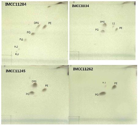 Fig 3-3-9. Two-dimensional thin-layer chromatograms of total polar lipids extracted from strains IMCC11284, IMCC11262, IMCC11245, IMCC8834.