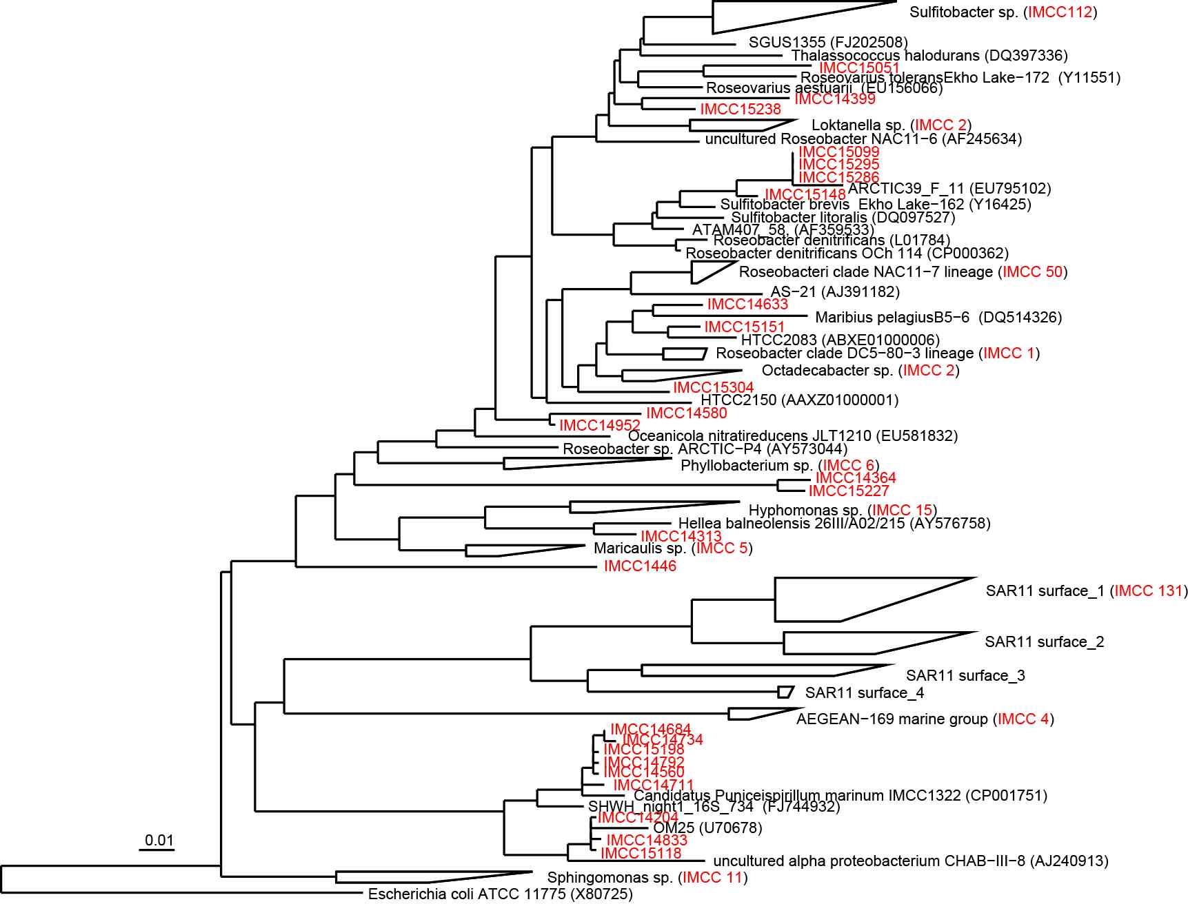 Fig. 3-4-1. Phylogenetic tree that show relationships between IMCC isolates and related members of the Alphaproteobacteria