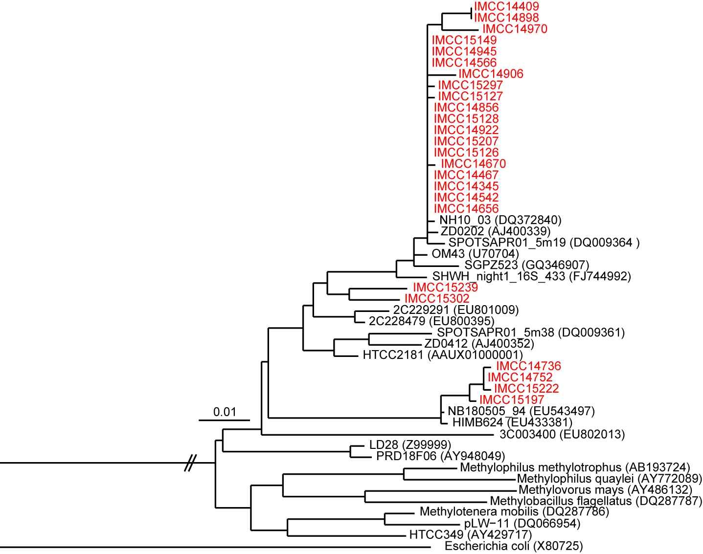 Fig. 3-4-2. Phylogenetic tree that show relationships between IMCC isolates and related members of the Betaproteobacteria.