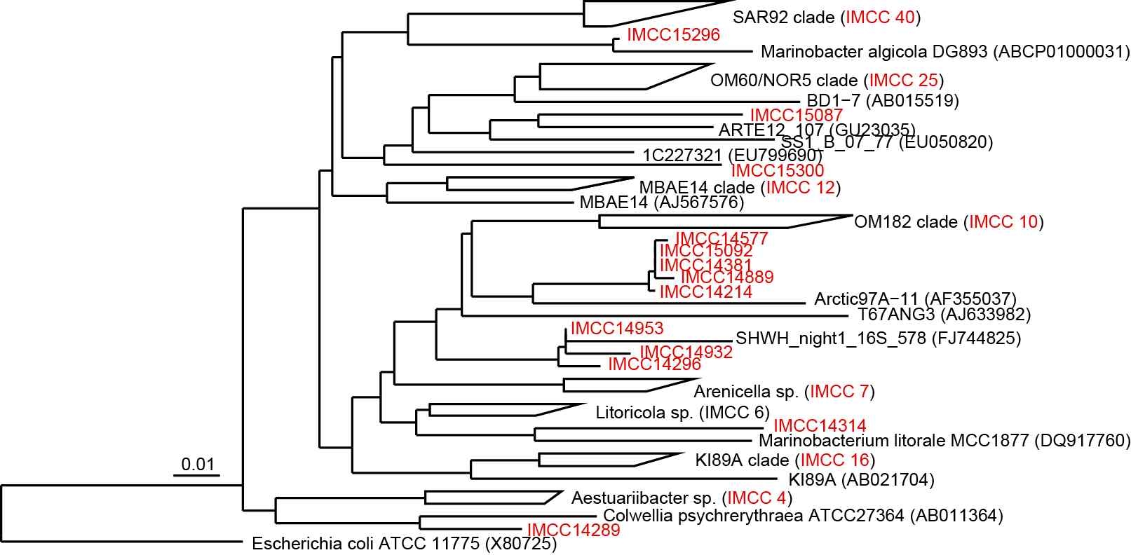 Fig. 3-4-3. Phylogenetic tree that show relationships between IMCC isolates and related members of the Gammaproteobacteria