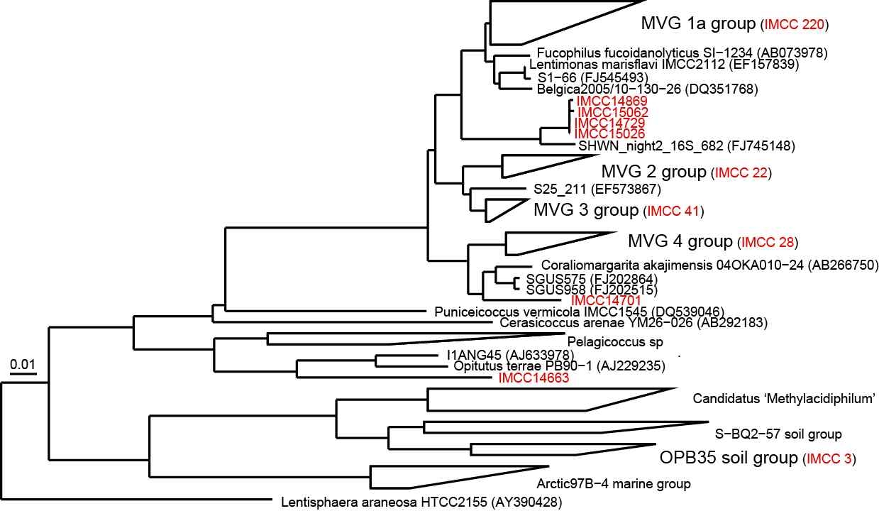 Fig. 3-4-4. Phylogenetic tree that show relationships between IMCC isolates and related members of the Verrucomicrobia