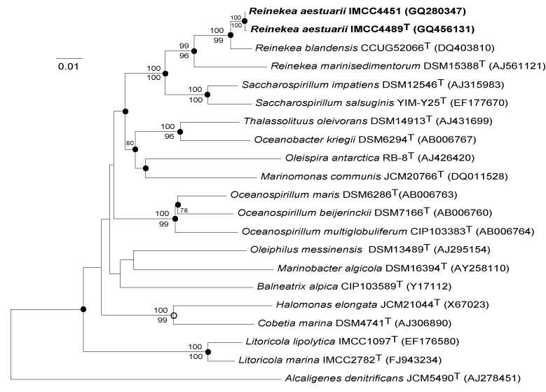 Fig. 3-5-4. Neighbour-joining phylogenetic tree, based on 16S rRNA sequences, showing the relationship between strains IMCC4489T and IMCC4451 and their relatives in the order Oceanospirillales.