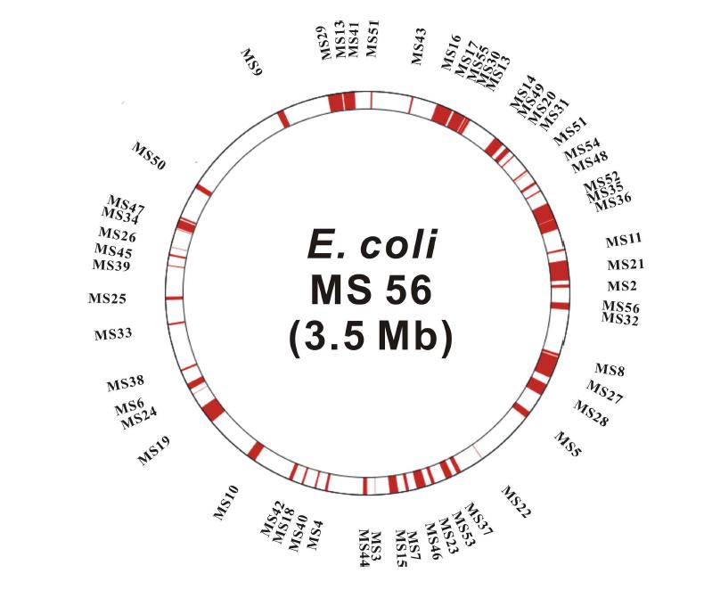 대장균 유전체의 24%(1.1 Mb) 이상 제거된 최소 유전체 대장균 (MS56) 제조.