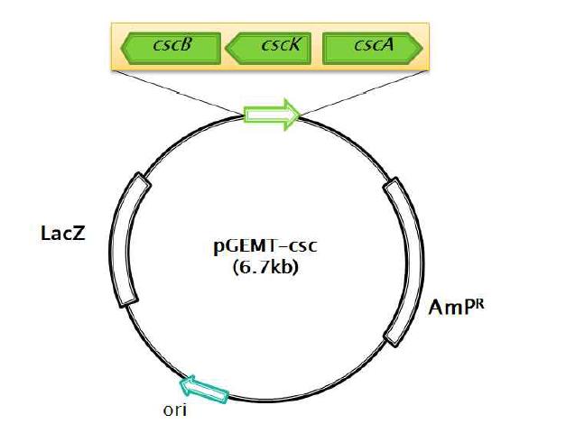 탄소원으로 sucrose를 이용 하기위한 pGEMT-csc vector.