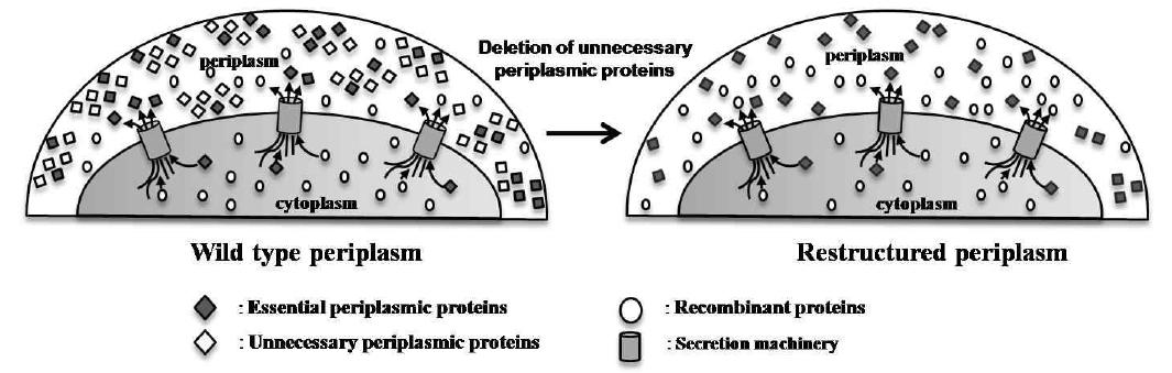 불필요한 periplasm 구성 유전자의 제거를 통한 periplasm의 재설계의 모식도.