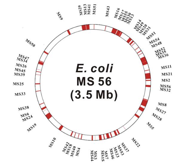 대장균 유전체의 24%(1.1 Mb) 이상 제거된 최소 유전체 대장균 (MS56) 제조.