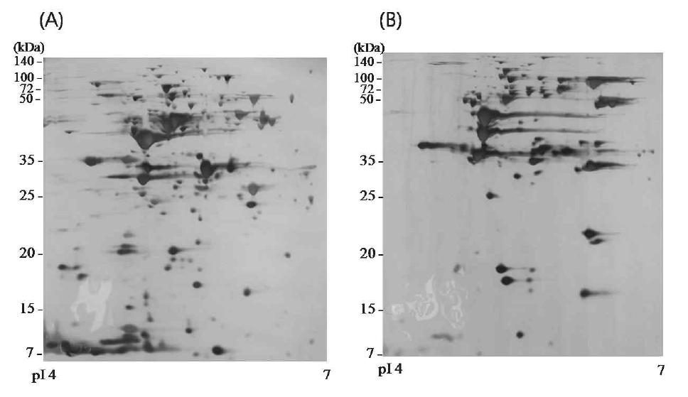 재설계 periplasm에 존재하는 periplasm 단백질의 2-DE gel 분석.