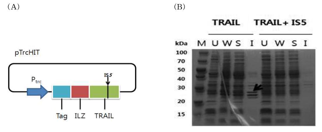 IS-contaminated therapeutic protein의발현.