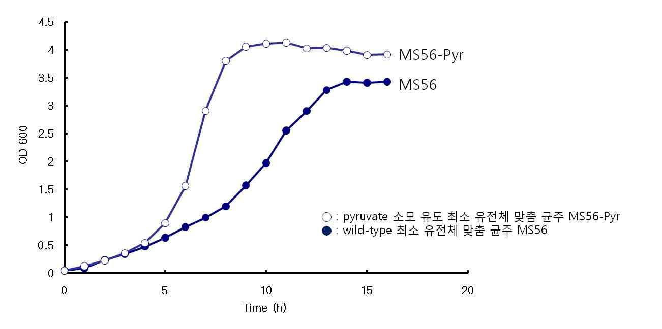 축적된 pyruvate의 효율적 사용 균주의 성장 곡선.