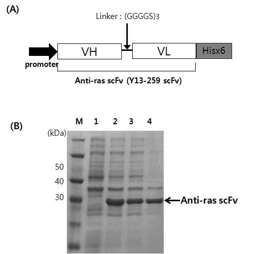 재설계 최소 유전체 맞춤 균주에서 anti-ras scFv의 발현.