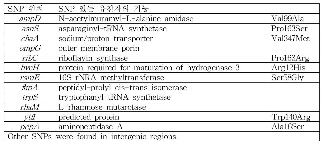 맞춤 대장균의 최소 유전체에서 발견된 SNPs