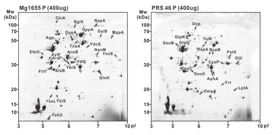 재설계된 periplasm에서 periplasmic protein의 발현 비교 분석.