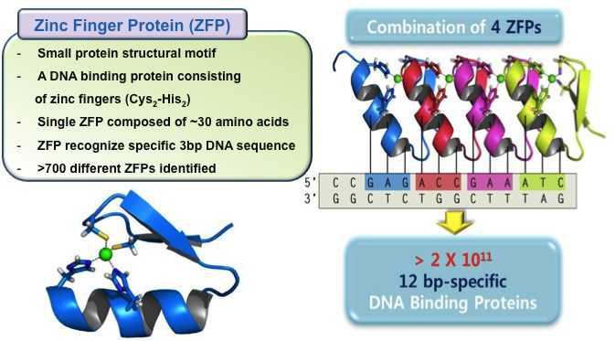 Zinc Finger Domain의 조합을 통한 ZFP library 구축.