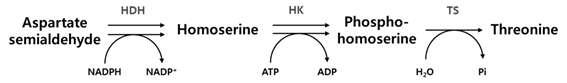 대장균에서 aspartate semialdehyde로부터 threonine으로의 생합성 경로.