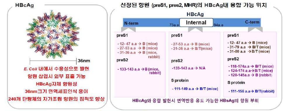 선정된 단백질 나노입자 HBcAg의 특성 및 B형 간염 의 항원 부위 선정 및 삽입 위치 선정