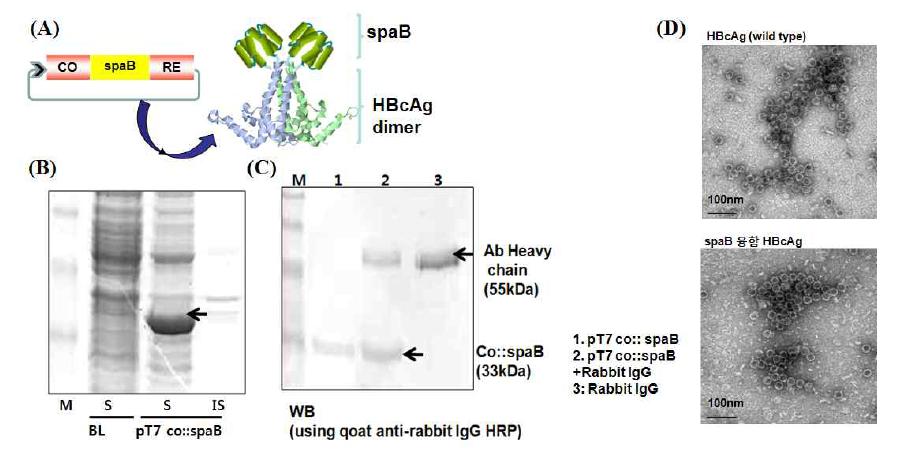 면역증강제 proteinA Bdomain (spaB)이 삽입된 HBcAg 나노 입자의 항체 결합 결과