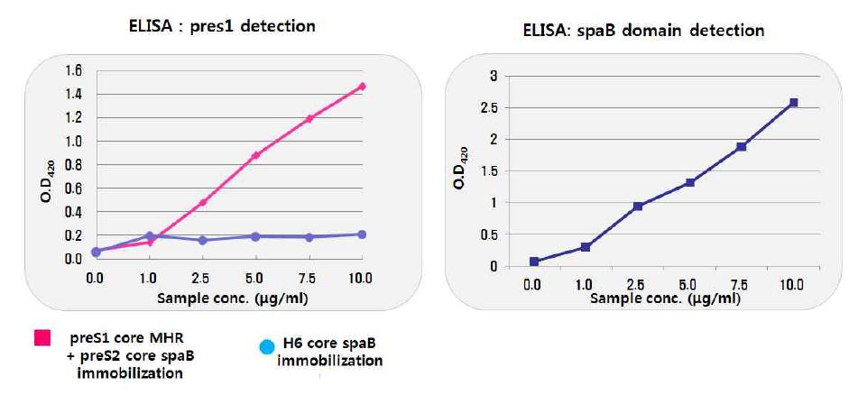 항원 및 면역증강제 표출 확인을 위한 ELISA test