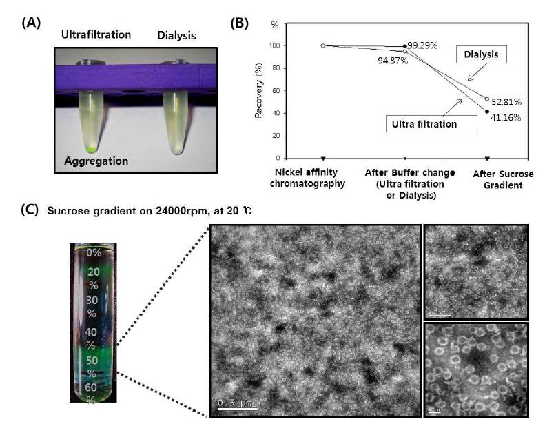 Ultrafilteration과 dialysis를 통한 단백질 나노입자의 정제 비교