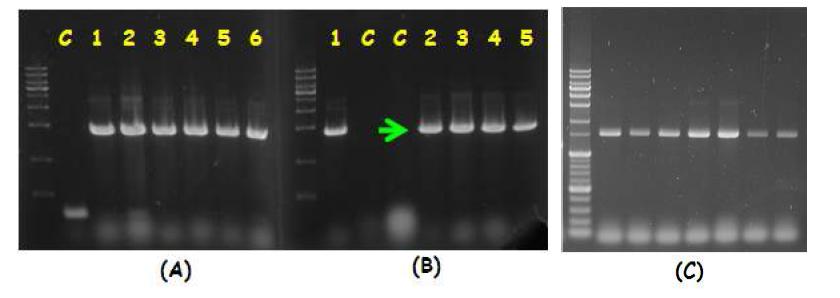 Colony PCR를 이용한 Pichia pastoris 형질전환체의 선별