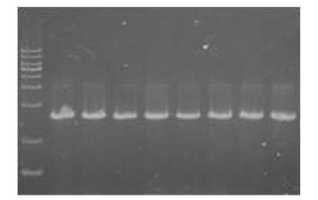 Colony PCR를 이용한 Pichia pastoris GS115 형질전환체의 선별