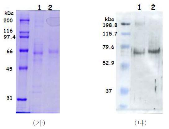 정제된 human tyrosinase; (가) coomassie brilliant blue 염색법, (나) western blotting 분석법