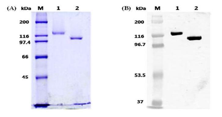 SDS-PAGE and immunoblot analysis of recombinat purified HMA.