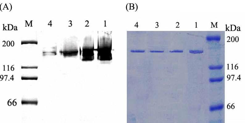 정제된 모균 효소 (DSRBCB4)와 돌연변이 (DSRBCB4mt) 효소의 SDS-PAGE와 PAS-염색.