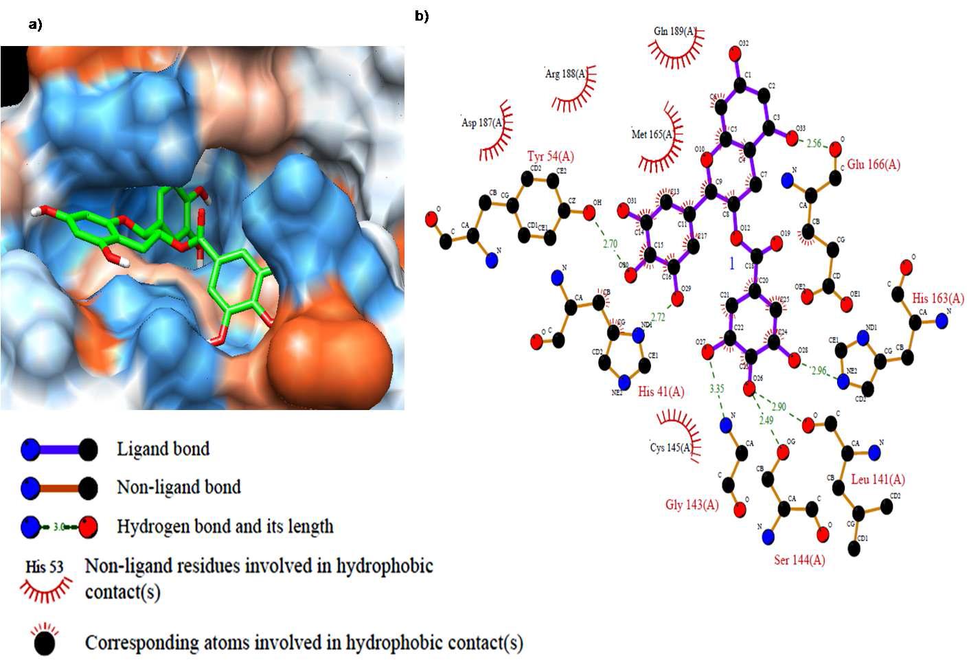 Computational docking and hydrophobic and hydrogen bond interactions of GCG with amino acid residues in the active site of 3CLpro.