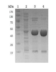 SDS-PAGE analysis of purified enzyme.