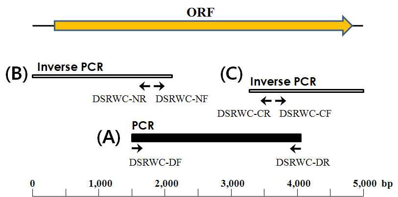 W.cibaria CMU chromosomal DNA로부터 dsrWC gene 확보.