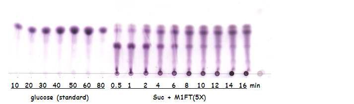 포도당 농도별 TLC 와 시간별 설탕과 M1FT 효소 (5배 희석)의 반응 (acetonitrile : water = 85:15 용매에서 전개한 후 황산발색);