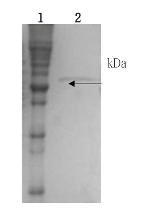 T. acidophilum β-glucosidase 분자량 측정. Coomassie blue로 전기영동 (SDS-PAGE) 염색. Lane 1, prestained marker protein. Lane 2: 정제된 효소