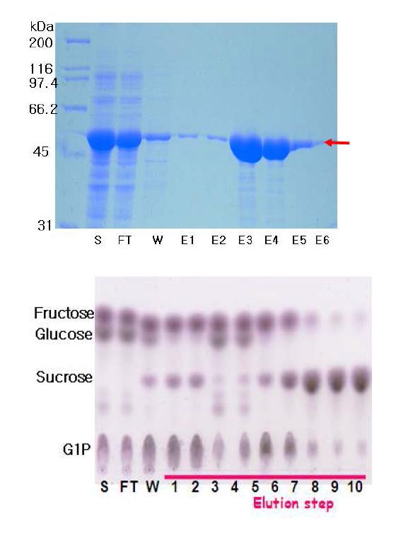 SMSP 정제 분획들의 단백질 순도 및 활성
