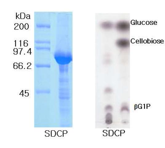 정제된 SDCP의 단백질 순도 및 활성