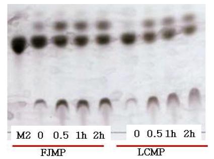 정제된 FJMP와 LCMP의 시간에 따른 효소활성