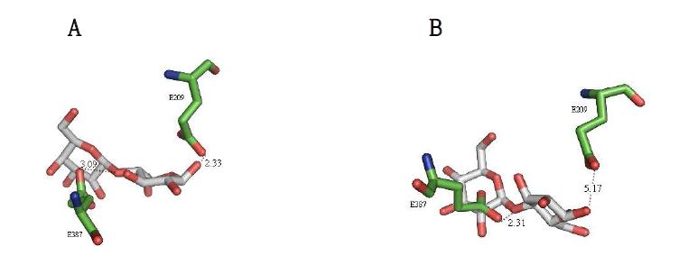 Modeling and docking determined using two substrate (a lactose, b cellobiose) by β-glycosidase from S. acidocaldarius.