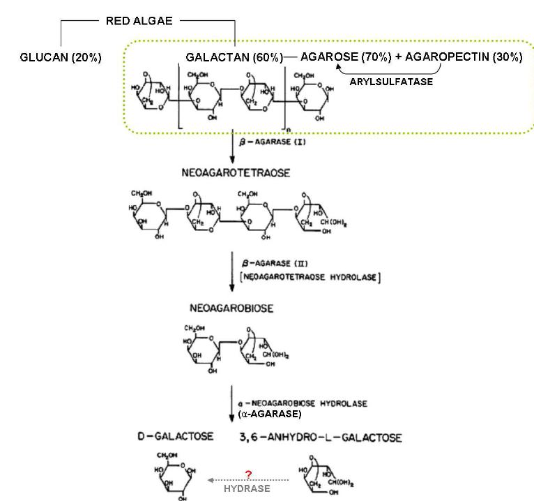 홍조류 유래 galactan의 구조 및 각 분해효소들의 예상 작용 부위