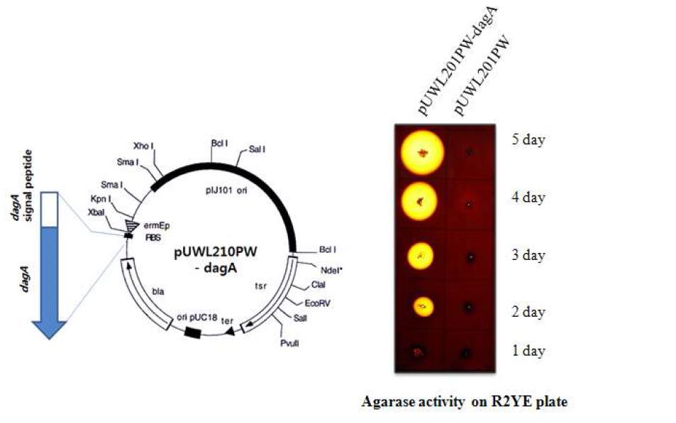 DagA 고발현벡터제작(왼쪽) 및 고체배지에서 형질전환체의 효소활성(오른쪽).