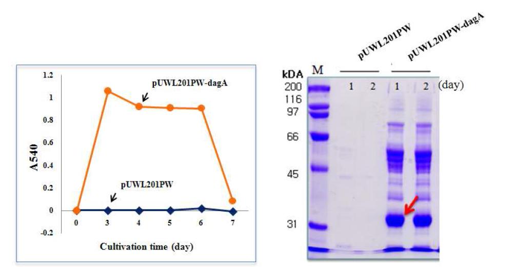 DagA 고발현벡터 형질전환체의 배양에 따른 효소역가 측정(왼쪽) 및 세포외 단백질의 SDS-PAGE 분석(오른쪽).